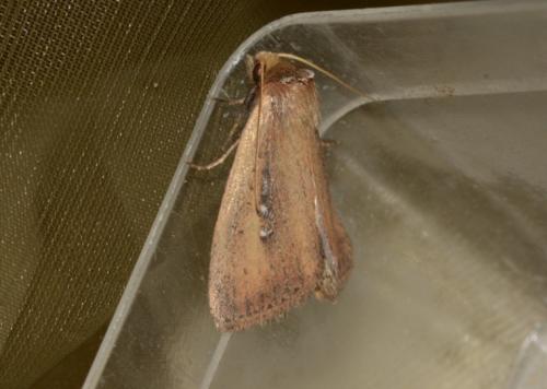 Archanara neurica